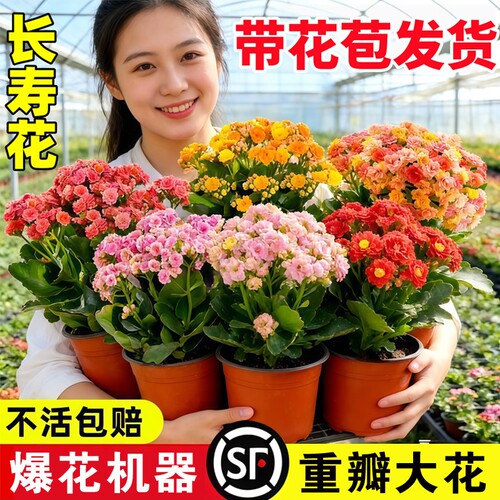 优选长寿花盆栽重瓣特大A花苗好养室内花卉植物四季开.带花苞大花