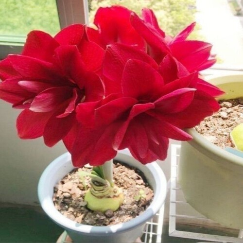【常年开花】朱顶红当年开花重瓣耐寒盆栽室内阳台四季开花