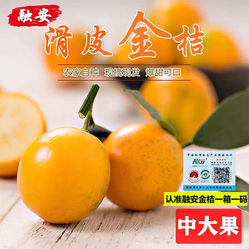 正宗融安滑皮金桔 爆甜多汁新鲜金桔融安金桔 顺丰包邮
