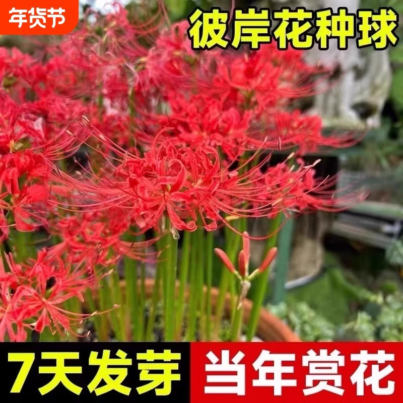 彼岸花种球曼珠沙华盆栽红花换锦石蒜大种球阳台花卉晚香玉开花,鲜花速递/花卉仿真/绿植园艺,种球/裸根,淘宝优惠券,粉丝福利购,淘宝优惠卷