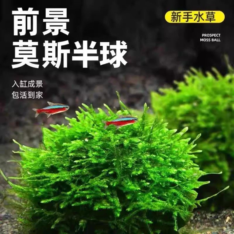 鱼缸莫斯水草半球慕斯植物活体绿藻球前景造景小鱼缸专用鱼虾蕨类