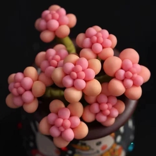 桃蛋群生多头多肉植物山地玫瑰老桩绿植盆栽酒杯耶罗水蜜桃奶酪