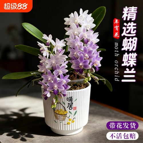 蝴蝶兰花苗带花剑花苞盆栽兰花大苗室内桌面花卉樱花蓝星小茴紫