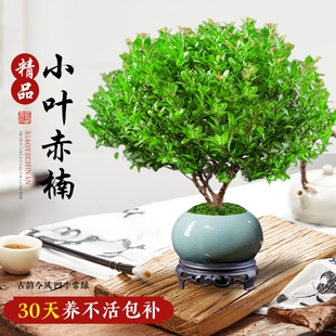 常青植物 小叶赤楠盆栽盆景室内桌面客厅好养花卉绿植净化空气四季
