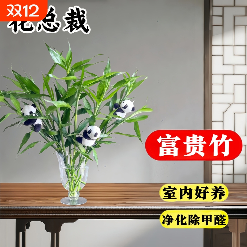 富贵竹室内水培绿植30天养死包赔