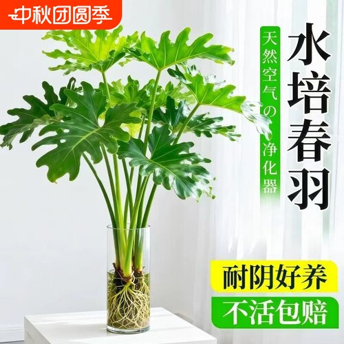 春羽水培植物室内盆栽客厅办公室桌面绿植花卉大叶龟背竹水养耐阴