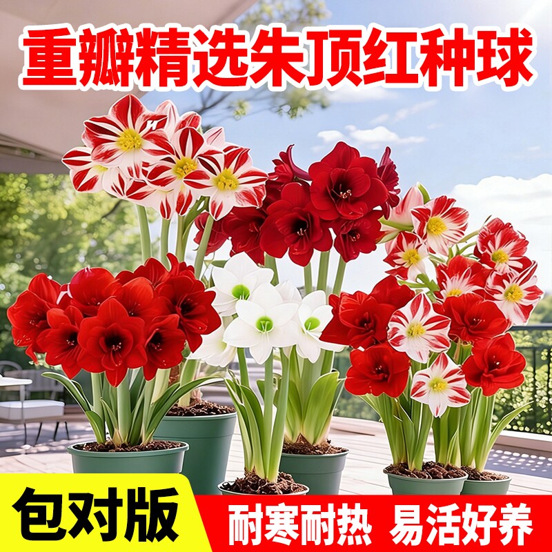 重瓣朱顶红种球室内外好养花卉盆栽植物庭院阳台球根绿植客厅耐热