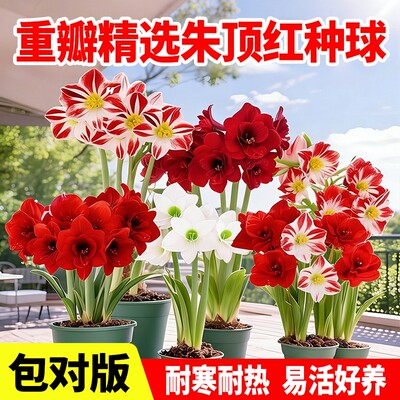 重瓣朱顶红种球花卉阳台盆栽绿植