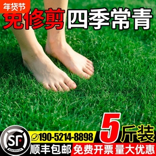 草坪草籽四季常青护坡固土狗牙根庭院草皮绿化黑麦草种子耐寒植物