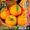 四川正宗不知火丑橘新鲜水果当季桔子整箱5斤包邮