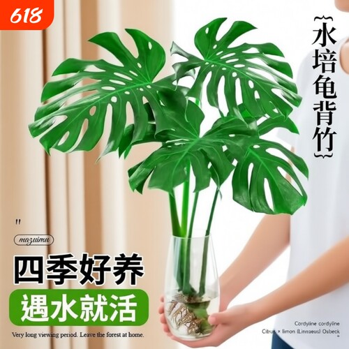 龟背竹室内净化空气美观