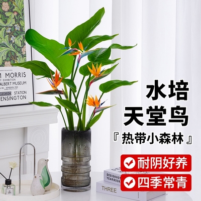 水培天堂鸟盆栽花卉植物吸甲醛