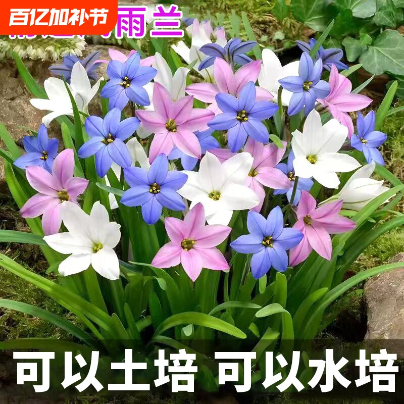 重瓣风雨兰种球葱兰韭兰阳台室内外耐热耐寒地载盆栽绿植花卉水培