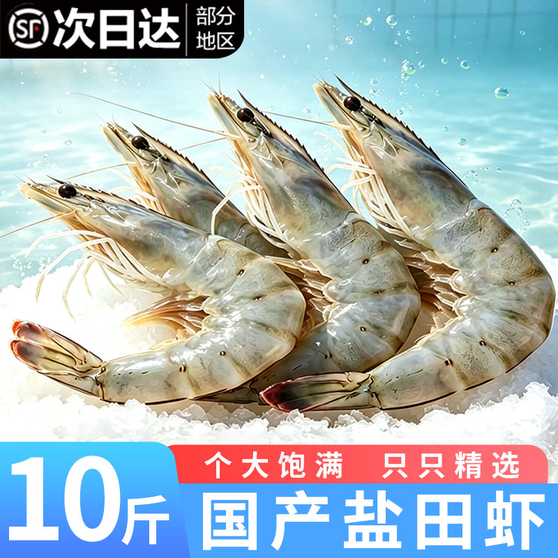 源自渤海湾鲜活速冻国产盐田虾图片