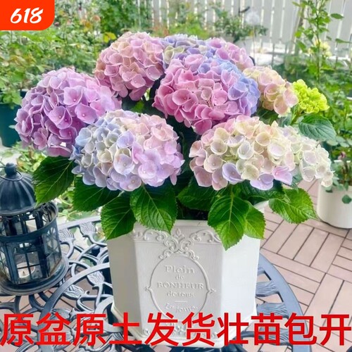 大花绣球苗四季开花无尽夏盆栽花卉绿植物好养耐寒老桩室外阳台