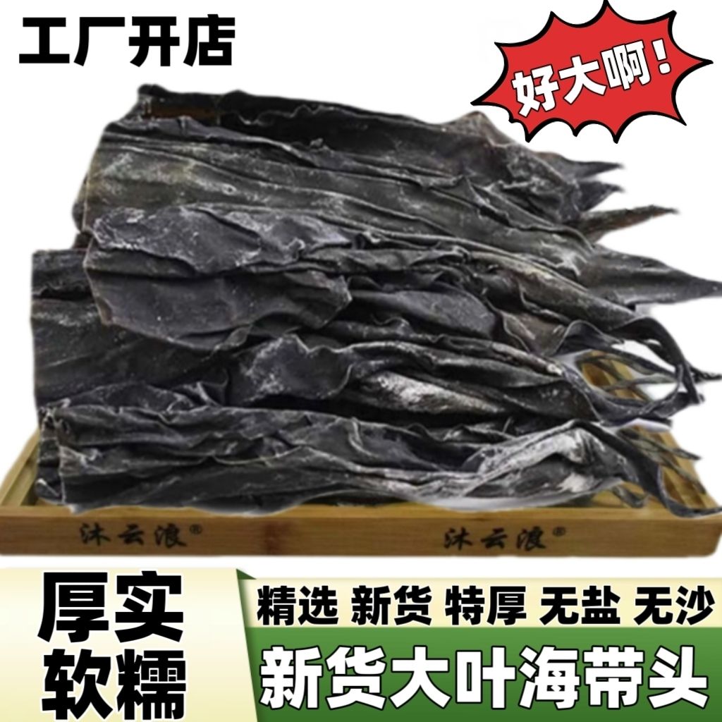 宁德霞浦优选品质海带头段去尾干货厚实无沙干海带头长款海带头