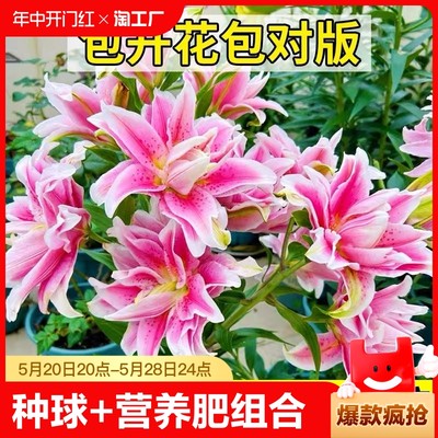 重瓣香水百合花种球盆栽香雪兰花卉绿植物室内四季开花郁金香鲜花