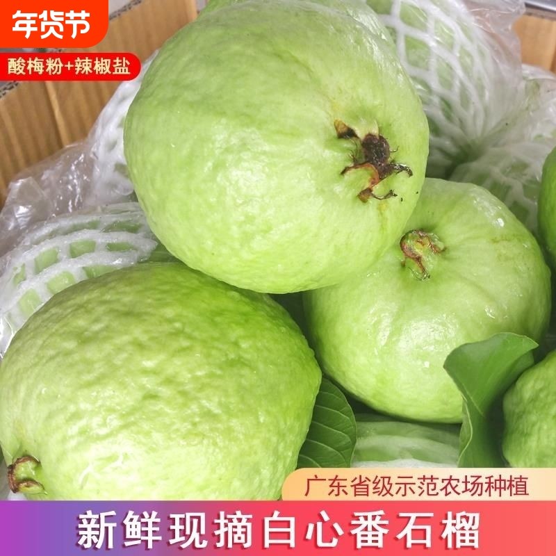 广东白心番石榴芭乐脆甜低糖孕妇当季水果新鲜采摘批发包邮分