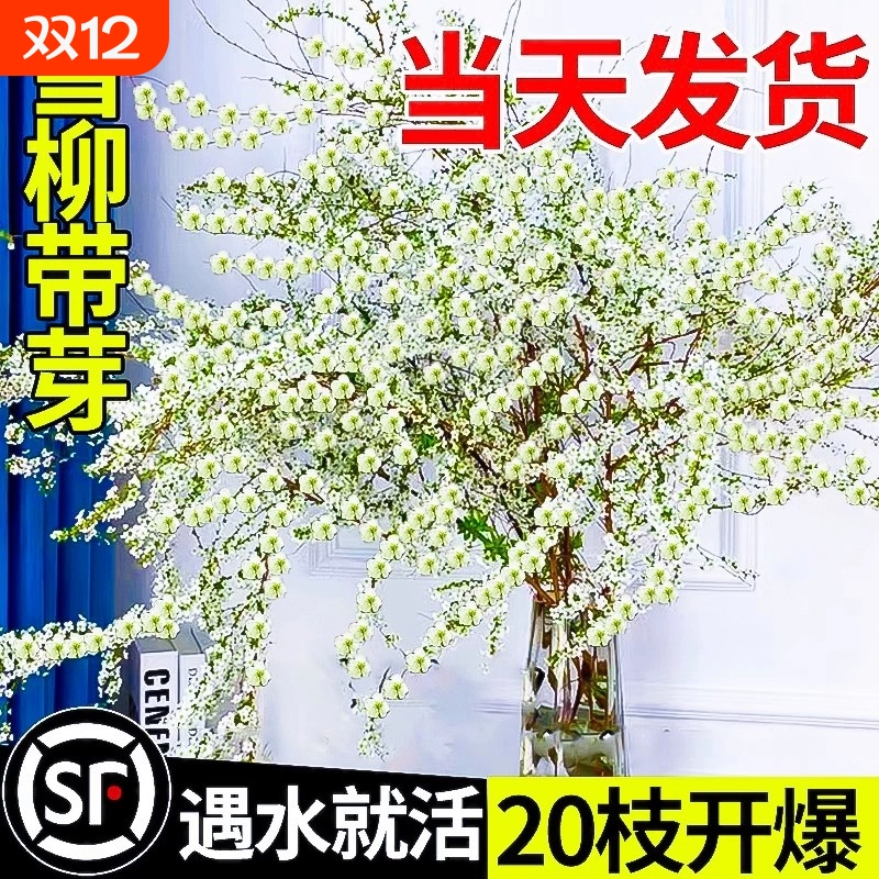 鲜枝水培干枝支绿植物室内鲜花水养开花卉龙柳盆栽插花客厅摆放