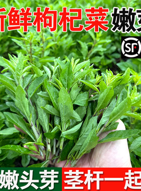 广西新鲜枸杞菜嫩叶头农家枸杞芽现摘野生可食用养生蔬菜枸杞叶