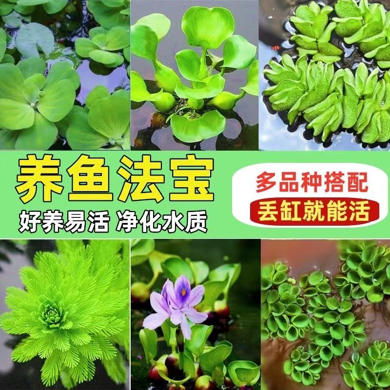 浮萍水草鱼缸摆件绿植全套水培植物淡水生态造景套装养鱼水质增氧