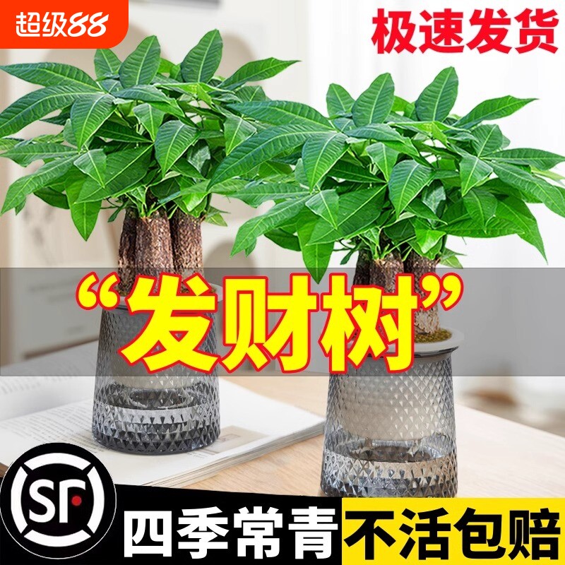 发财树小盆栽室内绿植花卉水培植物绿萝文竹四季好养活客厅办公室
