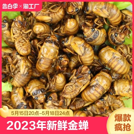 200只新鲜金蝉活体知了猴清洗速冻爬叉蝉蛹非即食送料顺丰包邮