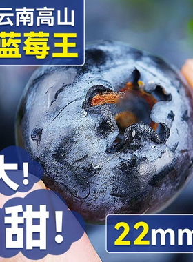 蓝莓鲜果新鲜水果云南l25蓝莓高山花香怡颗甜莓大果产地直发整箱