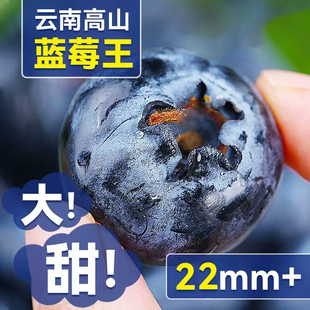 蓝莓鲜果新鲜水果云南l25蓝莓高山花香怡颗甜莓大果产地直发整箱
