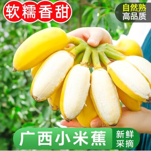 香甜小米蕉当季新鲜|千人加购