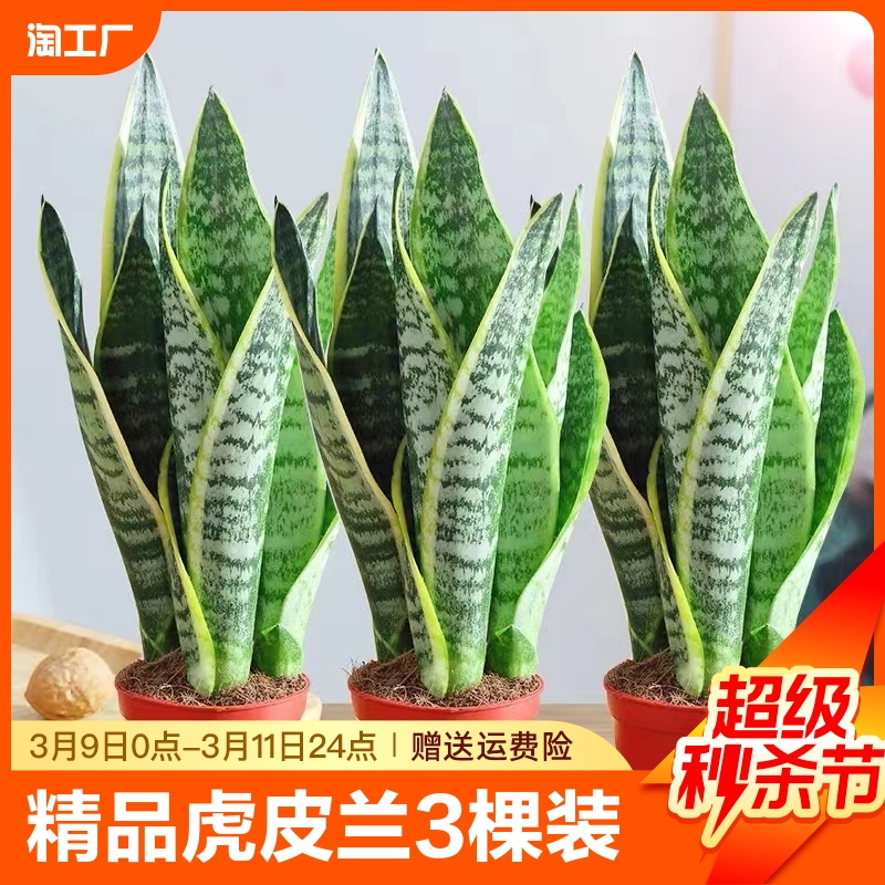 金边虎皮兰绿植盆栽水培室内多肉植物花卉客厅大型盆景桌面办公桌