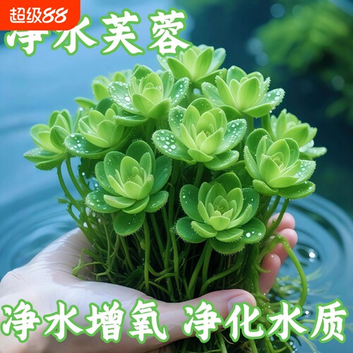 鱼缸专用水培植物浮萍水草鱼池乌龟净化水质造景养鱼生态螃蟹海缸