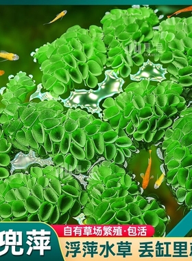 槐叶肚兜萍浮萍水草集合鱼缸躲避漂浮植物净化水质古法生态缸造景