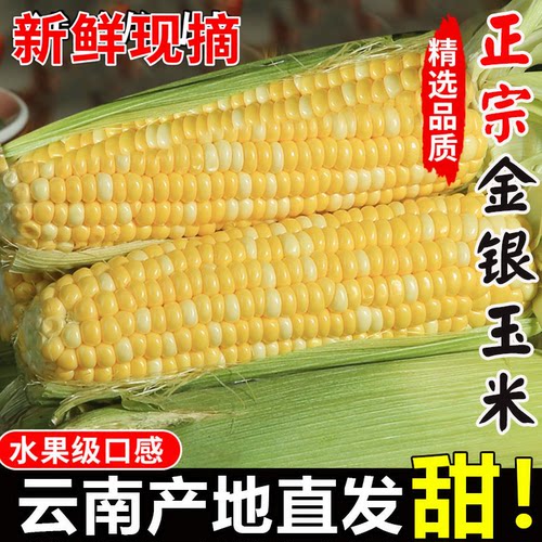 云南金银水果玉米新鲜带皮甜脆