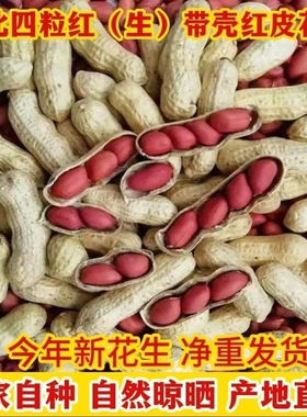 带壳红皮花生晒干生的农家种子新鲜四粒红衣花生米2025新货自种