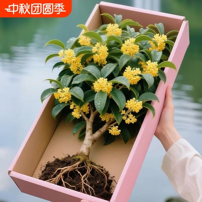 桂花树苗盆栽室内花卉植物金桂丹桂庭院大树浓香型绿植开花四季桂