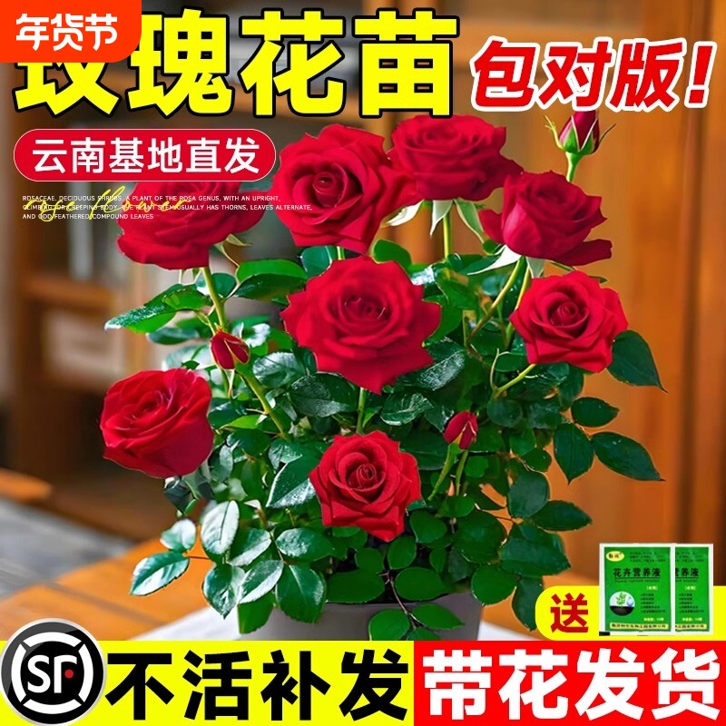 玫瑰花苗带花苞蔷薇月季特大花四季开花阳台盆栽花卉室内外绿植物