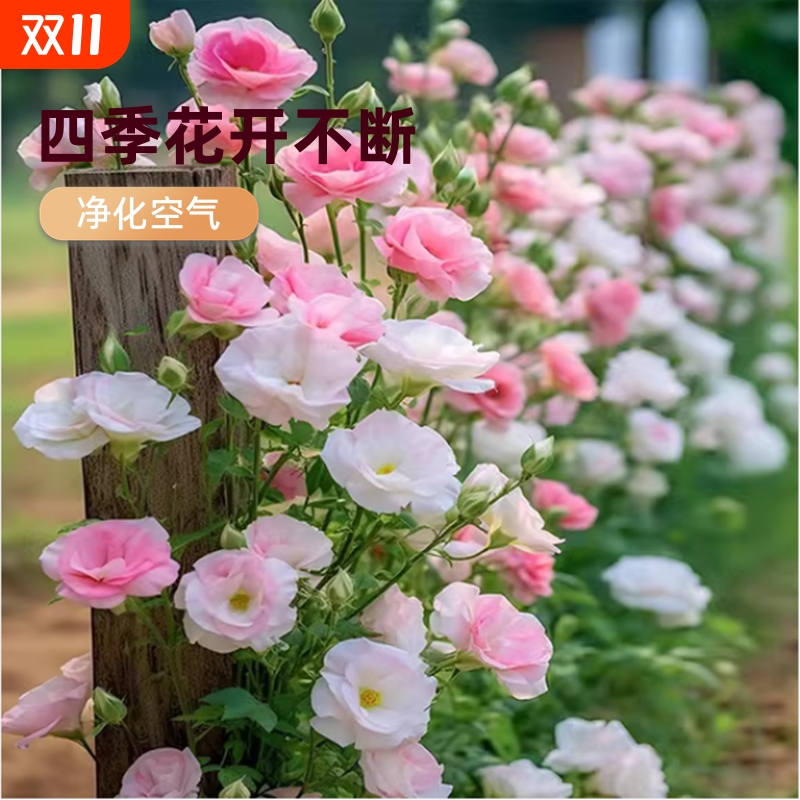 洋桔梗花种子室内外阳台庭院种植驱蚊虫好养盆栽绿植花卉蔬菜种子