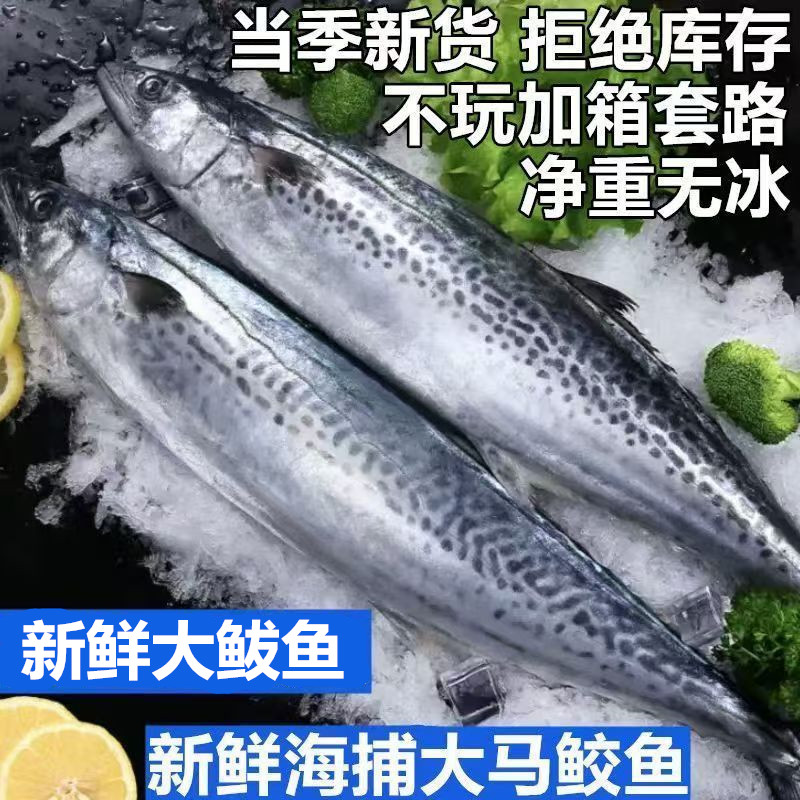 5斤马鲛鱼新鲜冷冻特大鲅鱼海捕大鲅鱼燕尾鱼无冰净重整条批发