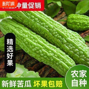 新鲜苦瓜5斤农家自种凉瓜苦瓜脆嫩营养蔬菜山东产地现摘现发当季