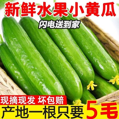 【超低价】水果小黄瓜即食蔬菜