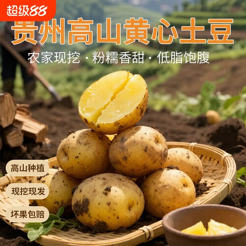 贵州特产黄心土豆农家自种