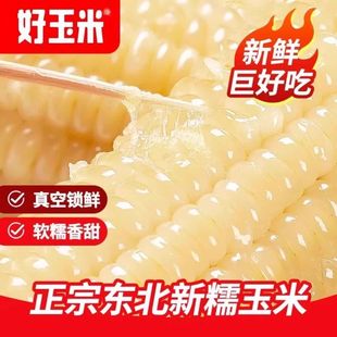 25年头茬新货正宗东北白糯玉米真空包装非转基因甜糯玉米早餐粗粮