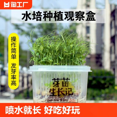 儿童学生水培种子植物生长观察盒