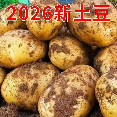 2026年新土豆贵州威宁黄心土豆