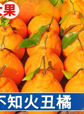 四川丑橘水果新鲜当季桔子耙耙粑粑丑柑橘子