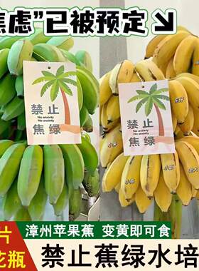 禁止蕉绿水培整串小香蕉拒绝焦虑小米蕉迷你香蕉静止不蕉绿农场