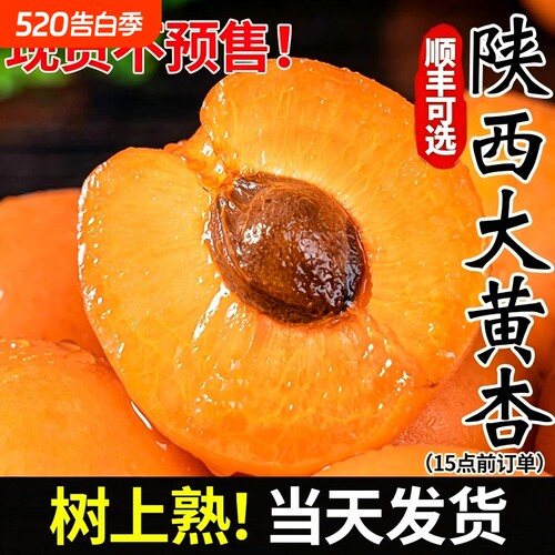 陕西大黄杏新鲜酸甜多汁大青杏子