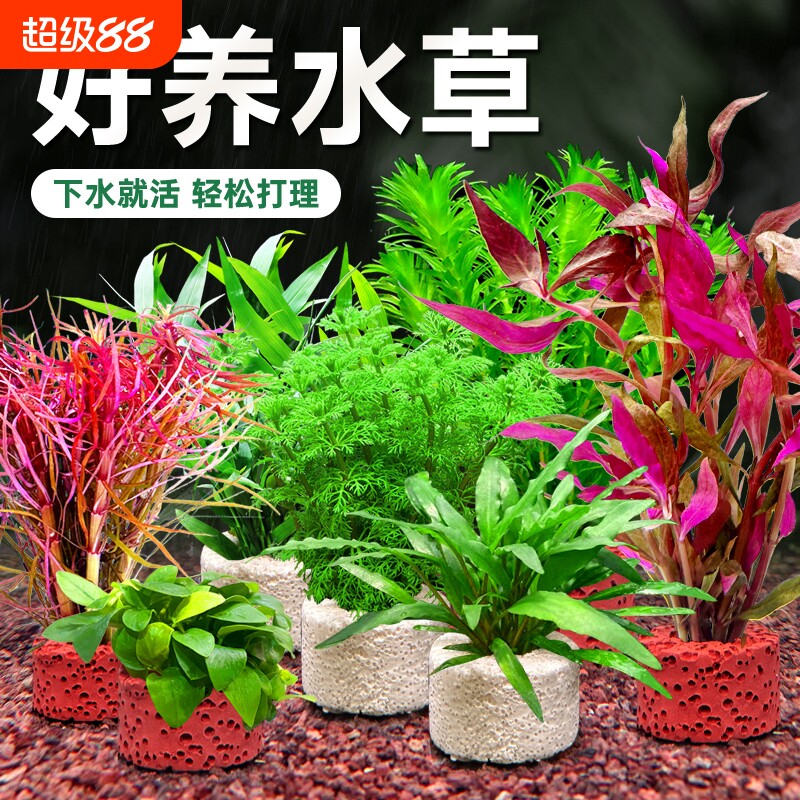 水草定植植物鱼缸造景绿菊套餐图片