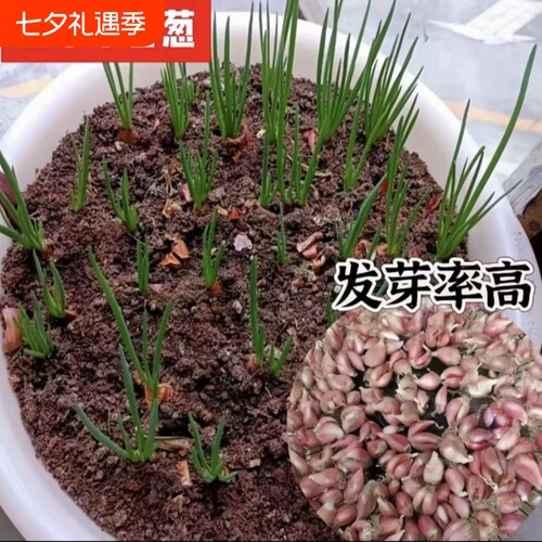 香葱头蔬果盆栽阳台四季小葱种红葱头蔬菜种孑籽家庭种植火葱头苗